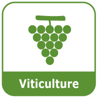 la viticulture
